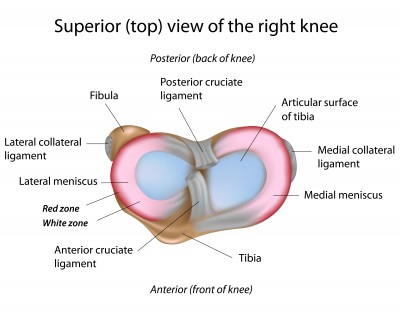 top of knee