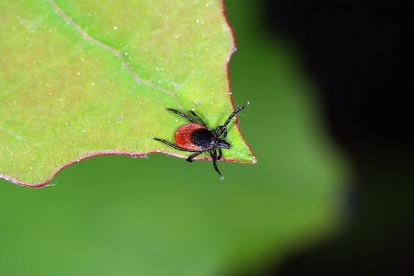 lyme disease tick